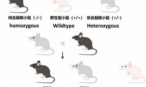 子鼠和子鼠配吗-子鼠与子鼠能婚配吗